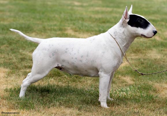 Bull terrier 2024 dragon 2